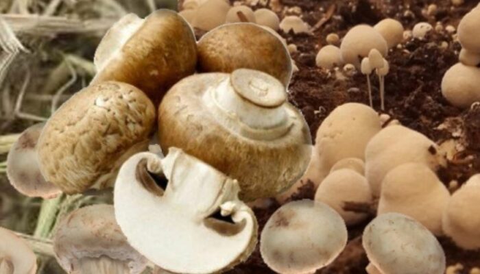 Jamur Merang: Nutrisi, Manfaat, dan Rahasia Kesehatannya