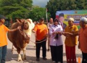 Presiden Prabowo Kirim Sapi Kurban 1 Ton Lebih untuk Situbondo,