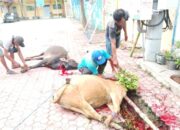 Kepala SMP Negeri 5 Situbondo Agus Triono Pimpin Semangat Kurban Guru dan Pensiunan, 2 Sapi dan 2 Kambing Dibagikan untuk Masyarakat