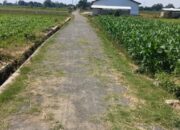 Lapen di Desa Tenggir Diduga Bermasalah,Belum Seumur Jagung Sudah Tumbuh Rumput