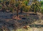 Kebakaran Lahan Tebu Diduga Dikelola SGN, Kebun H. Sultan Terbakar